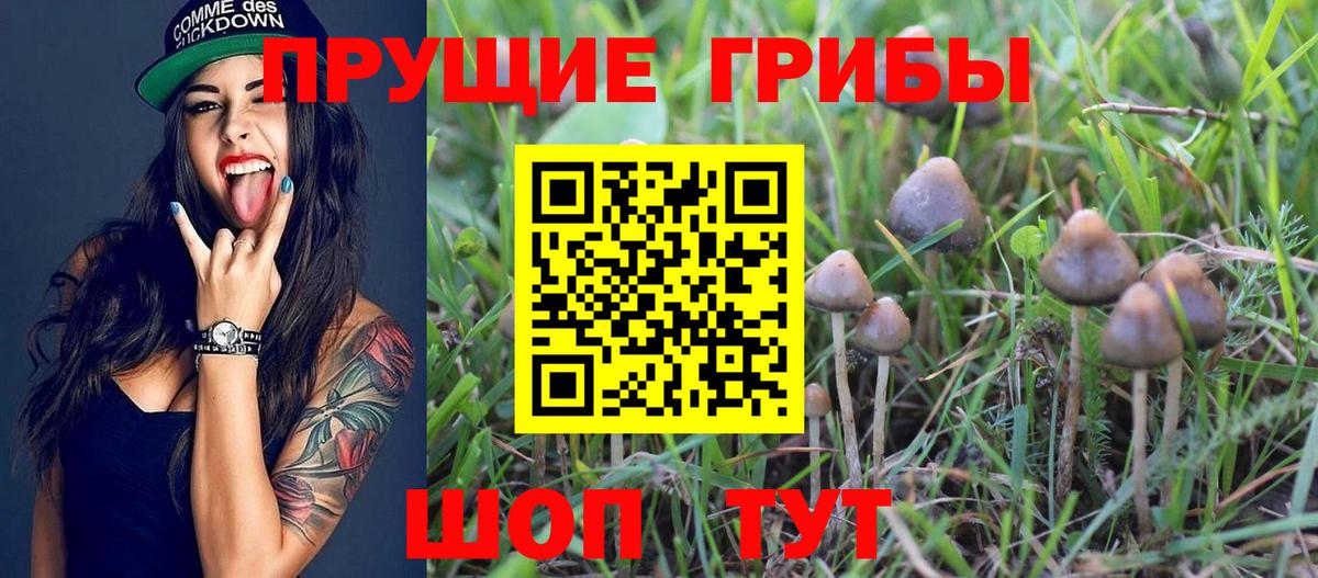 Псилоцибиновые грибы прущие грибы  Вход с VPN  Кумертау  Галлюциногенные грибы прущие грибы 